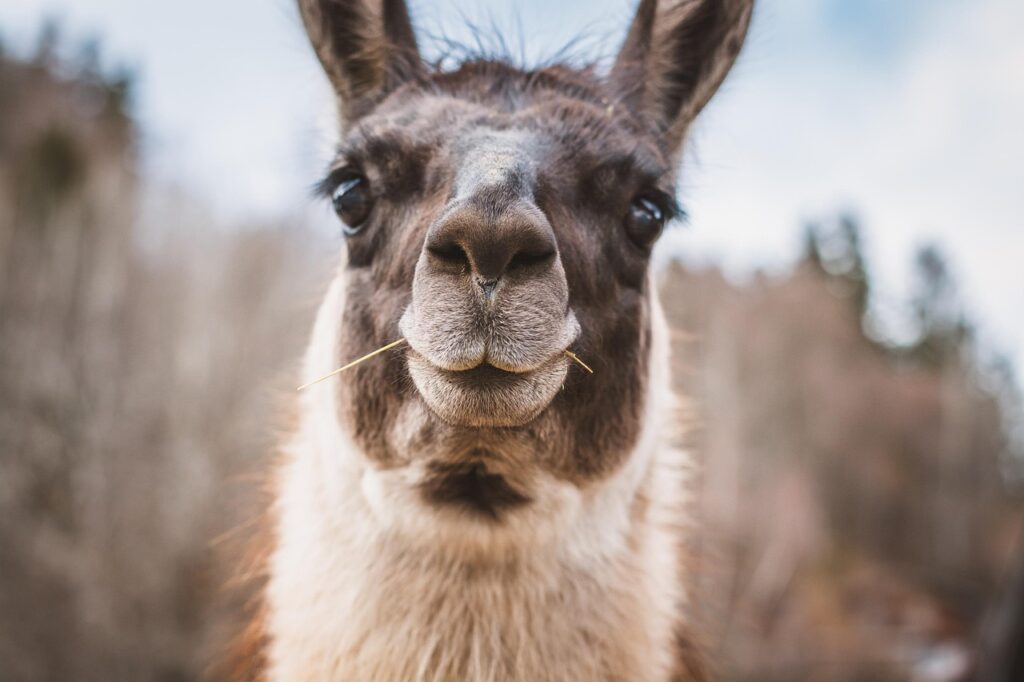 lama, head, curious, nose, mouth, outdoors, animal, nature, furry, close up